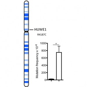 HUWE1